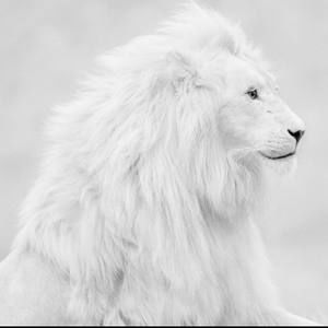 Meet your Posher, Luis